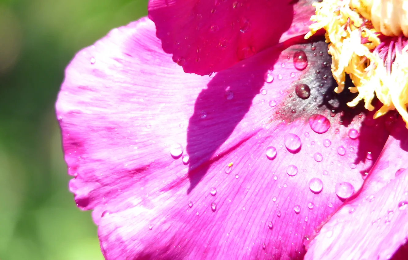 Photo wallpaper greens, summer, Rosa, tulips, bright, wild