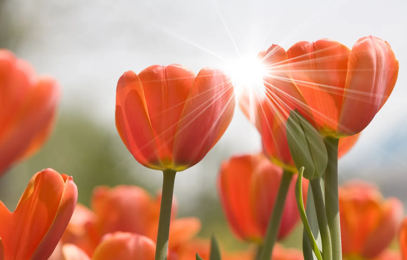 Photo wallpaper flowers, nature, glare, tulips, buds, flowers