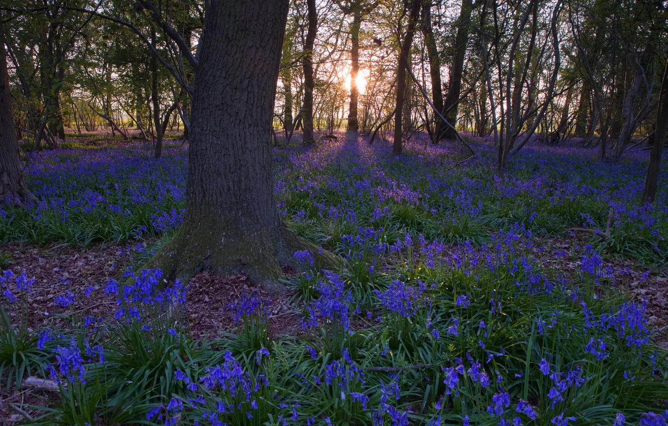 Photo wallpaper forest, trees, flowers, Park, spring, bells