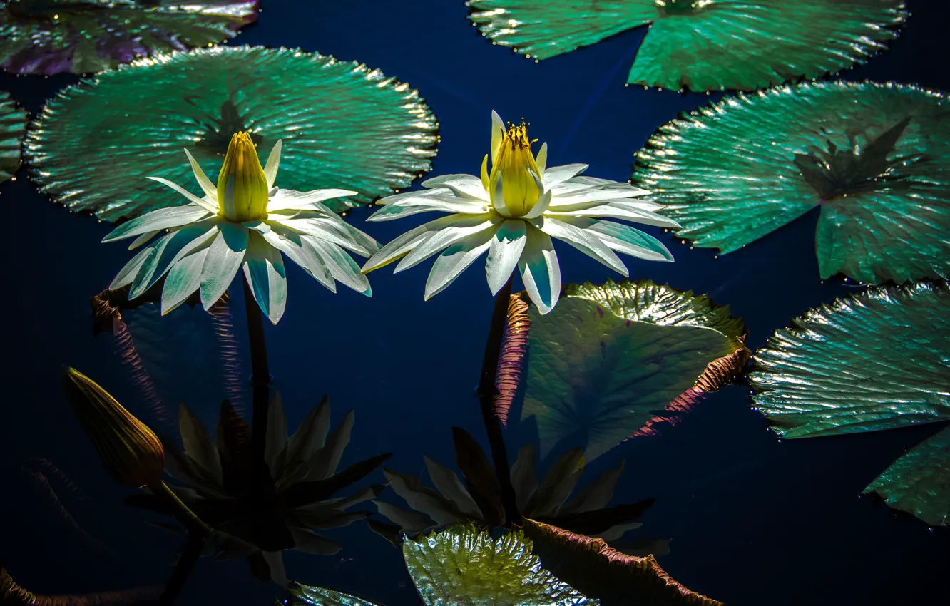 Photo wallpaper leaves, water, light, flowers, lake, pond, petals, white