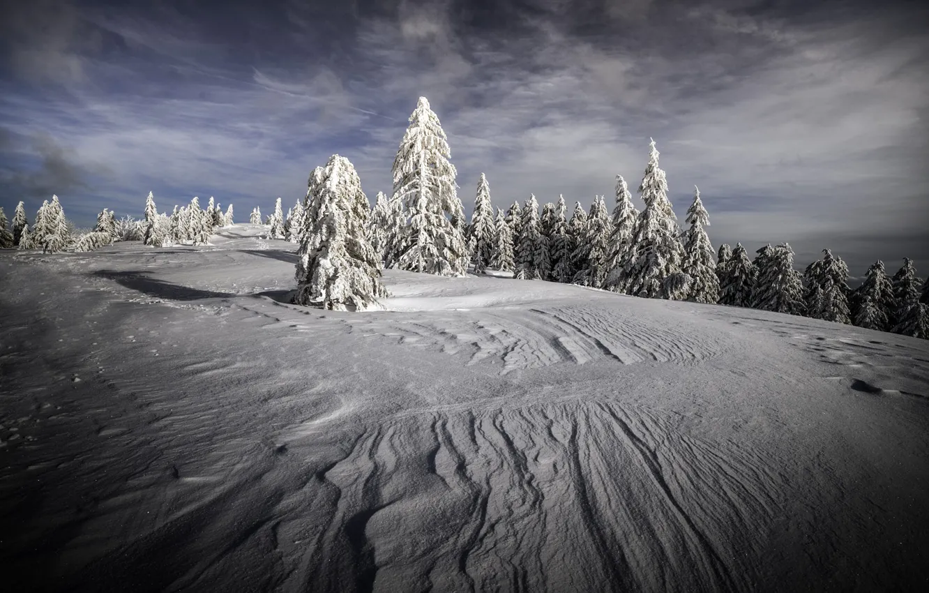 Photo wallpaper winter, forest, the sky, clouds, snow, nature, in the snow, divorce