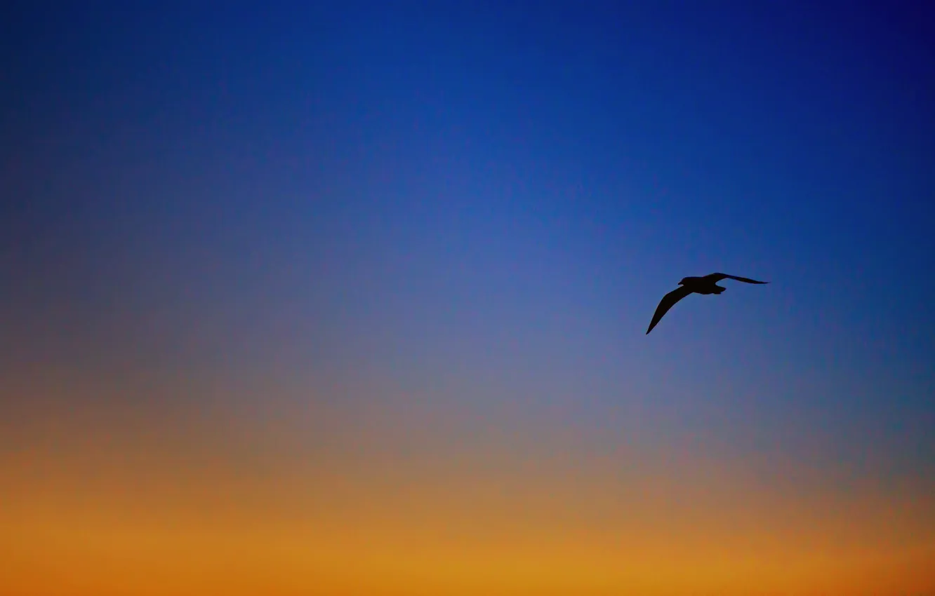 Photo wallpaper the sky, seagulls, the evening
