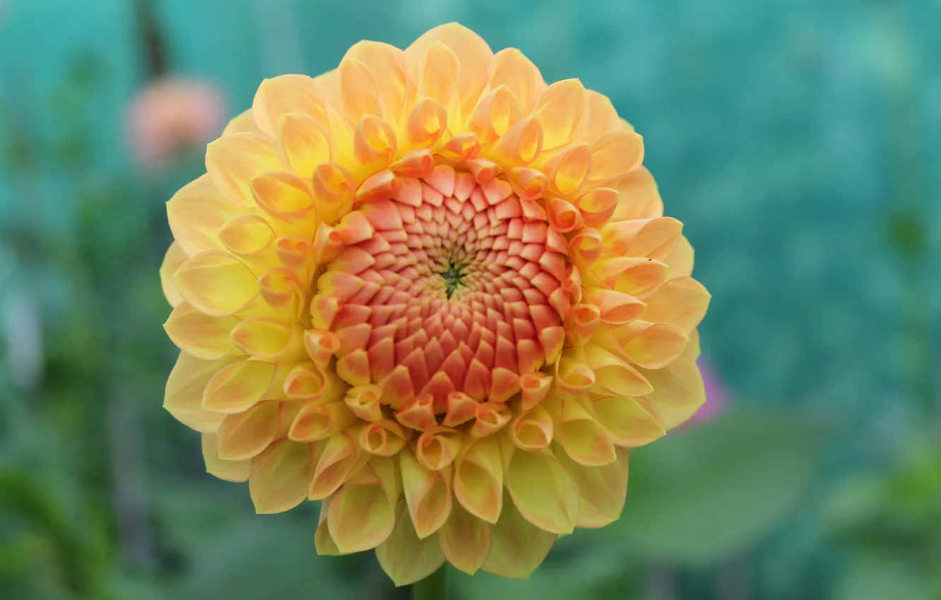 Photo wallpaper flowers, yellow, petals, buds, flowering, dahlias