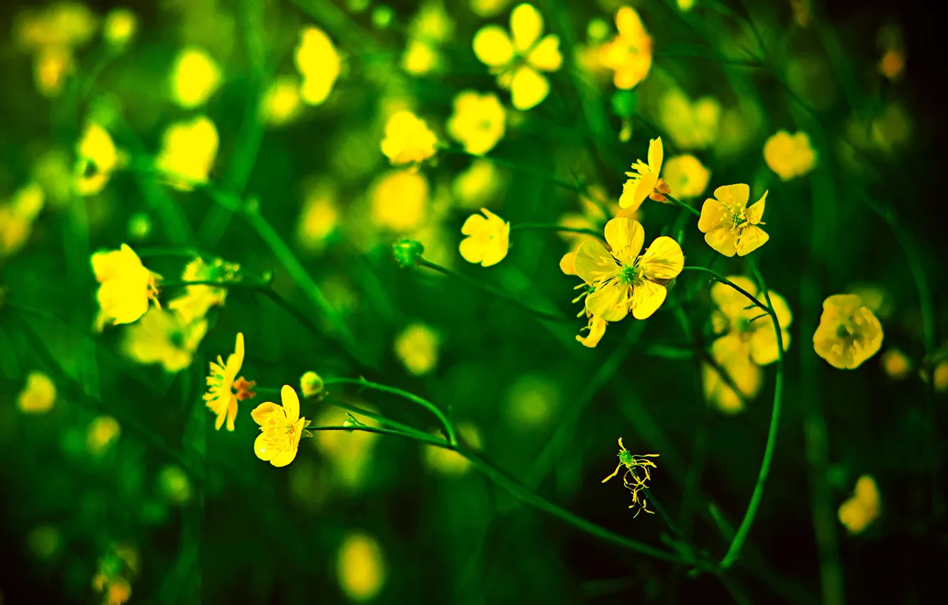 Photo wallpaper greens, grass, macro, flowers