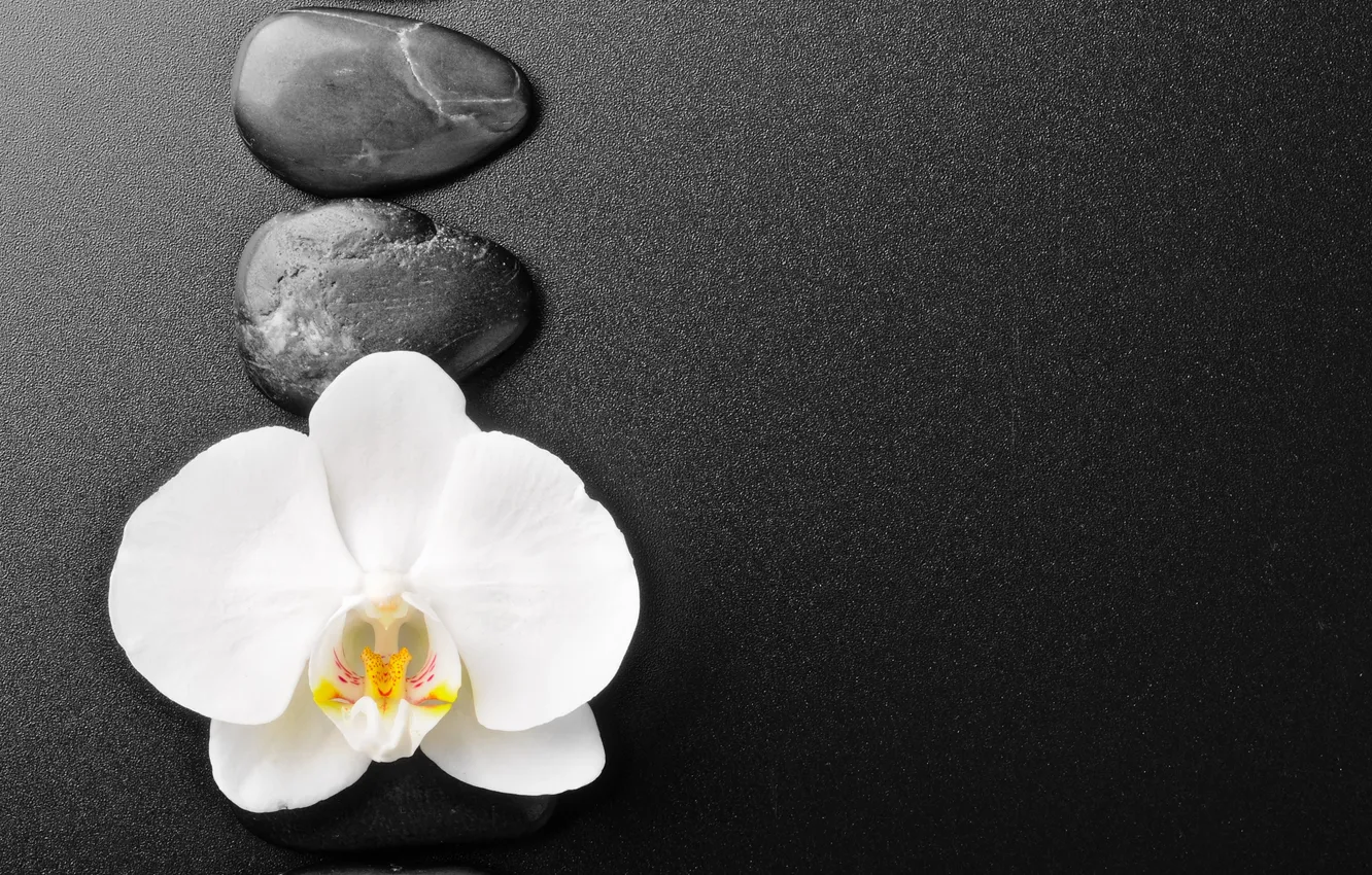 Photo wallpaper flower, pebbles, white Orchid
