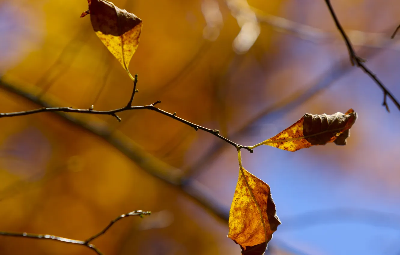 Photo wallpaper autumn, macro, branches, foliage