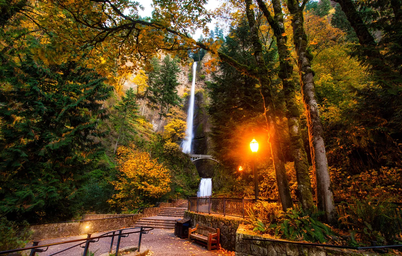 Photo wallpaper forest, trees, bench, bridge, Park, waterfall, Oregon, lights