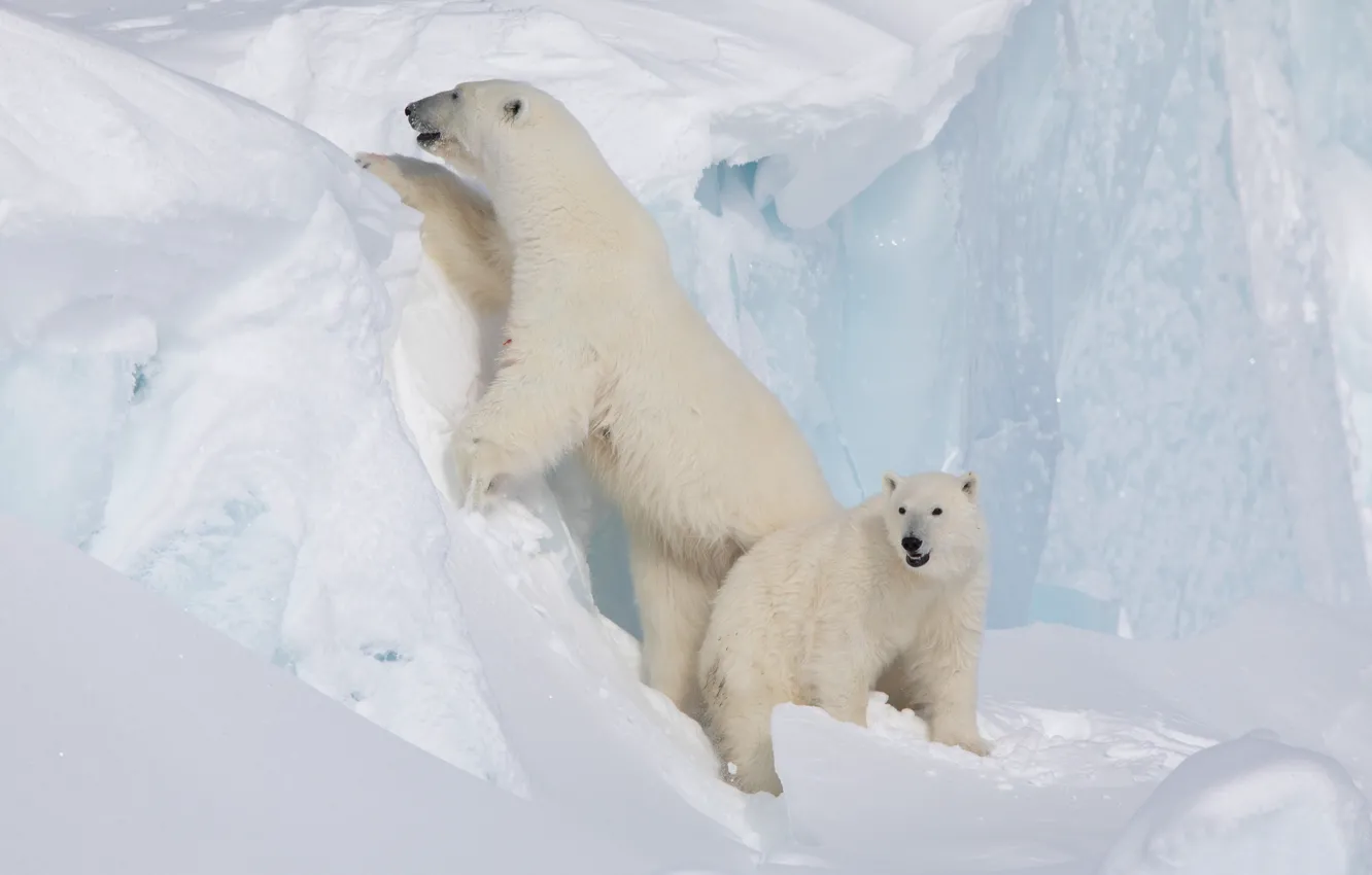 Photo wallpaper snow, iceberg, bear, polar bears, bear, polar bears