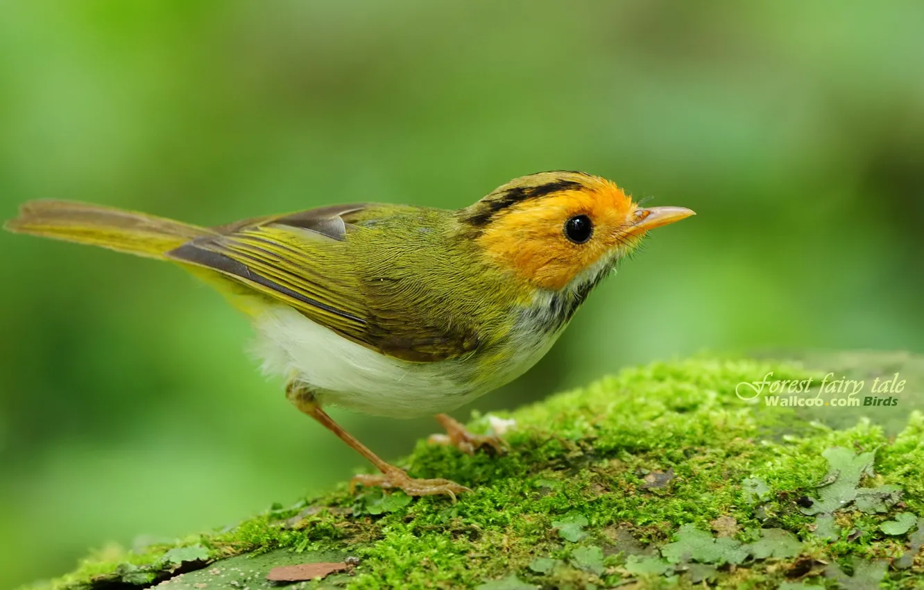 Photo wallpaper forest, bird, leaves, tree, color, spring, Beautifull, BURST