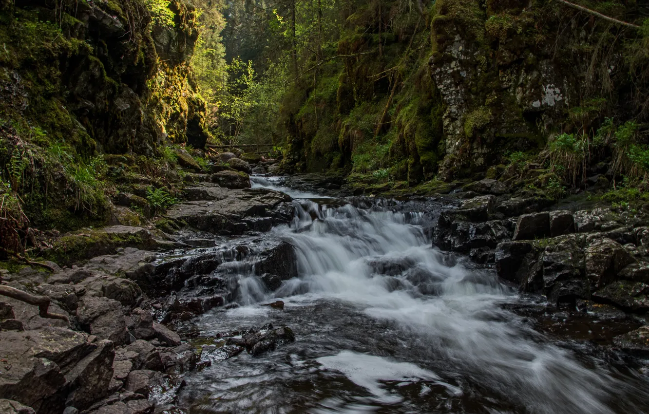 Photo wallpaper trees, nature, rocks, Norway, river, Norway, Drammen, Drammen
