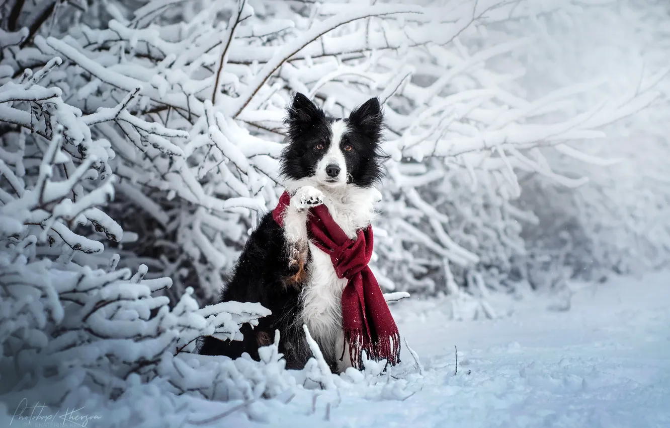 Photo wallpaper winter, snow, branches, dog, scarf, The border collie, Ekaterina Kikot