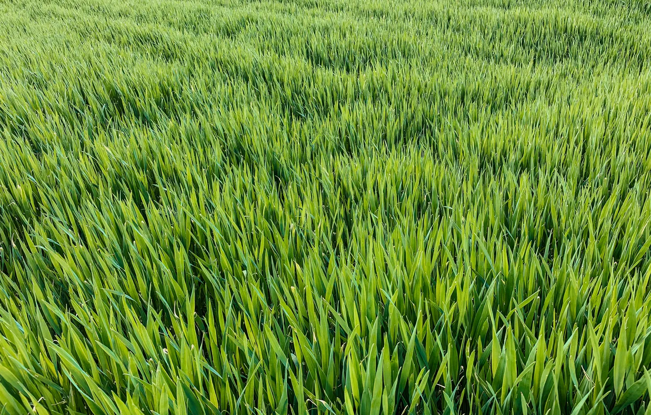 Photo wallpaper green, grass, pattern