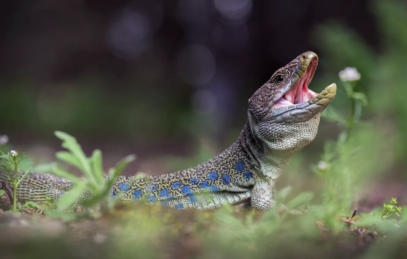 Photo wallpaper grass, look, nature, pose, lizard, mouth, Agama, bokeh