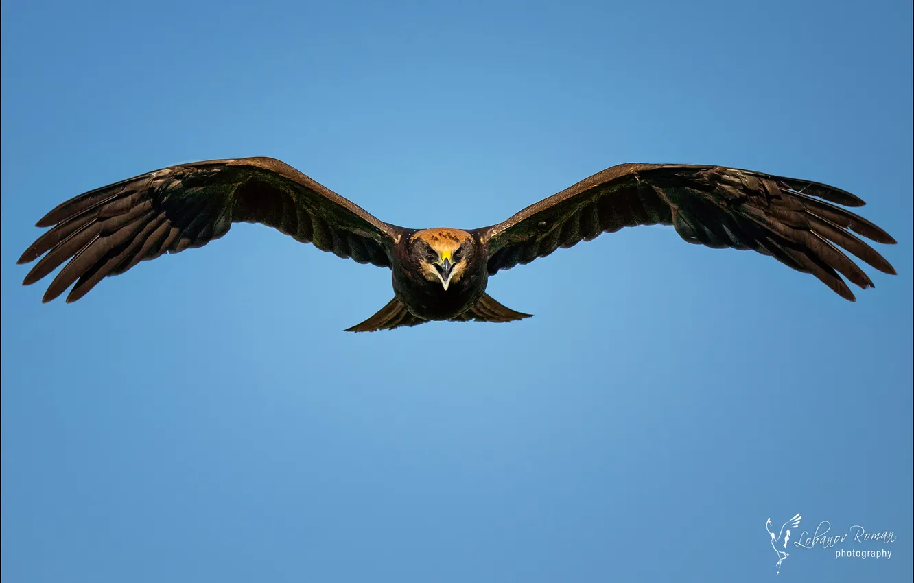 Photo wallpaper flight, eagle, blue sky, bird of prey, wingspan, photos of birds, The Spanish Imperial Eagle