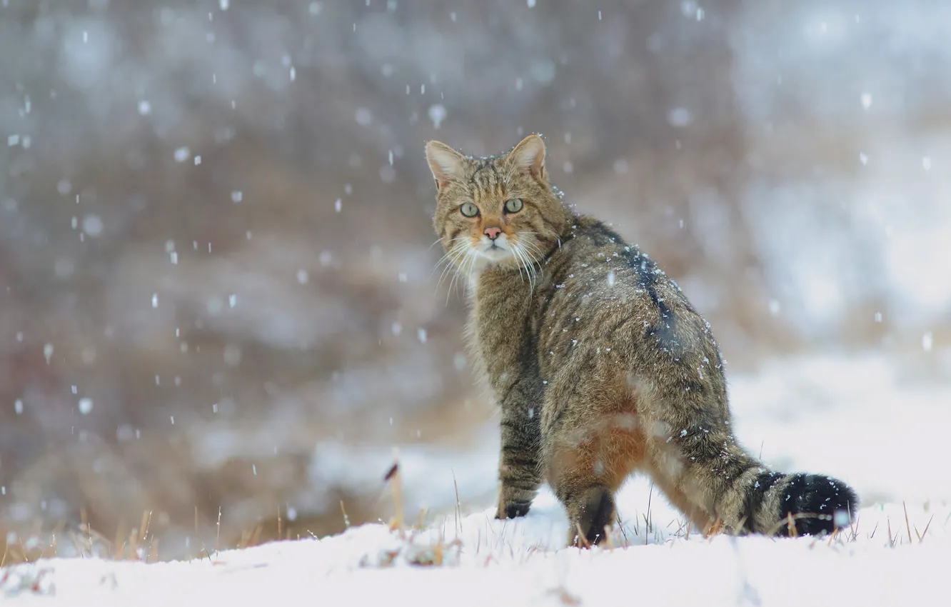 Photo wallpaper winter, cat, cat, snow, nature, tail, snowfall, wild