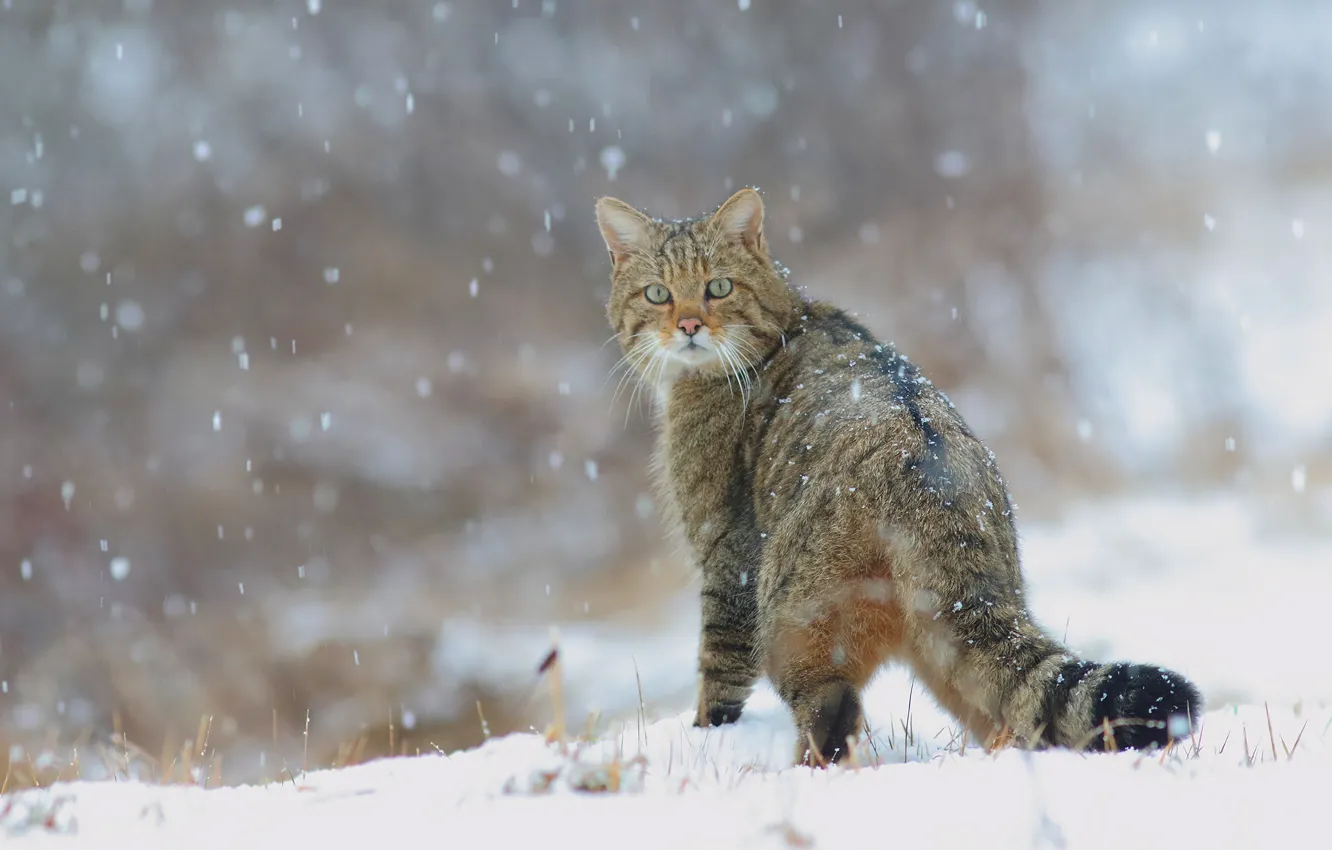Photo wallpaper winter, cat, snow, cats, nature, tail, snowfall, wild