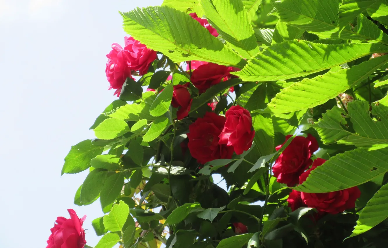 Photo wallpaper Summer 2018, Meduzanol ©, roses, leaves, the sky