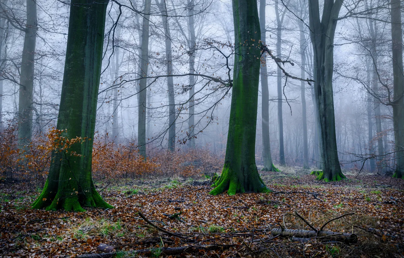 Photo wallpaper autumn, forest, trees, branches, fog, trunks, foliage, morning