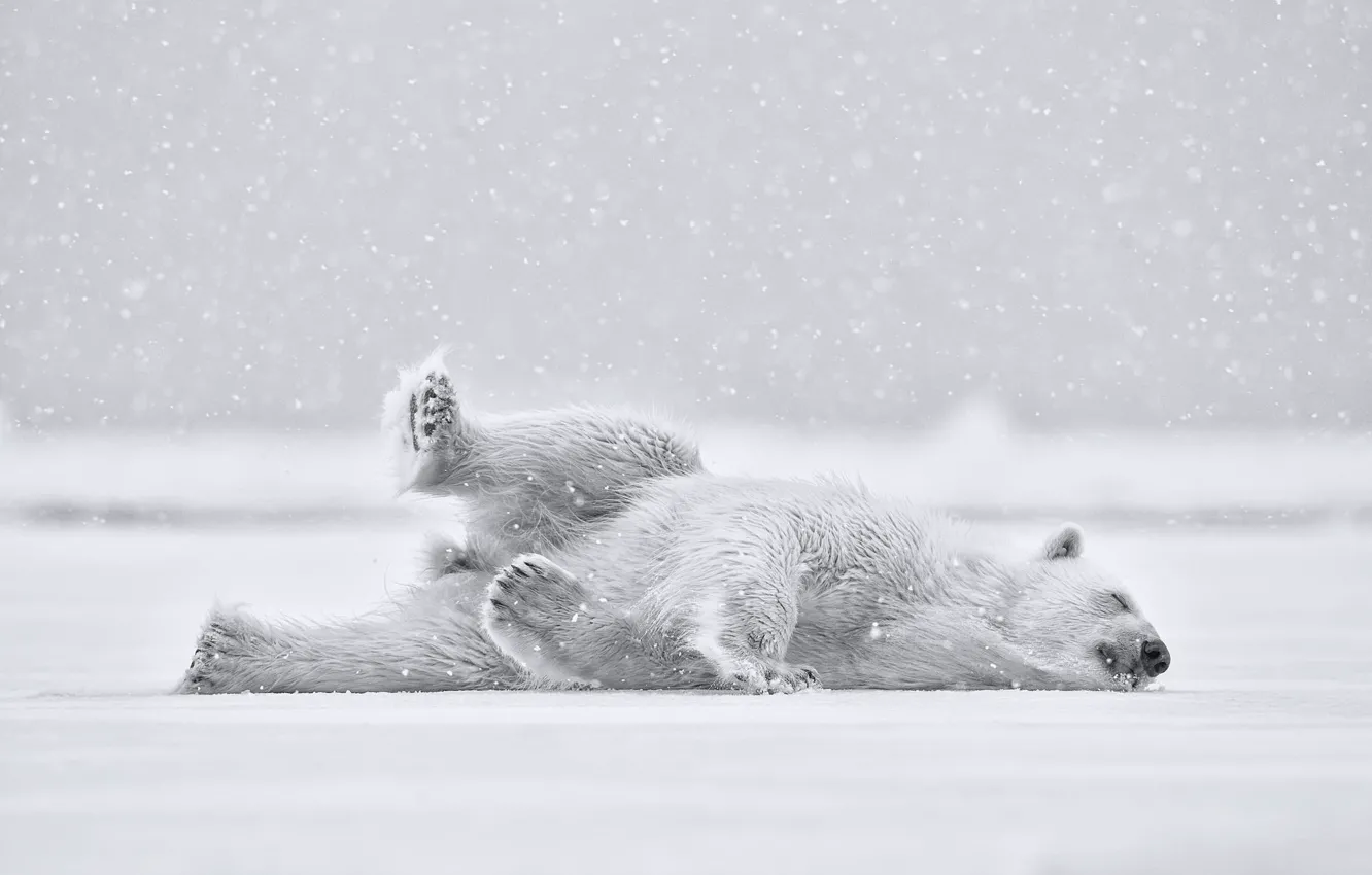 Photo wallpaper snow, bear, Polar bear