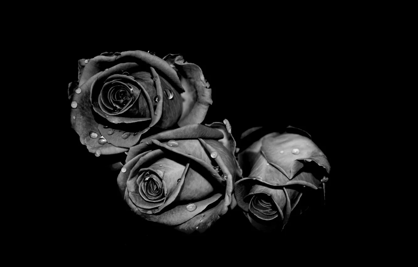 Photo wallpaper white, drops, grey, black, roses