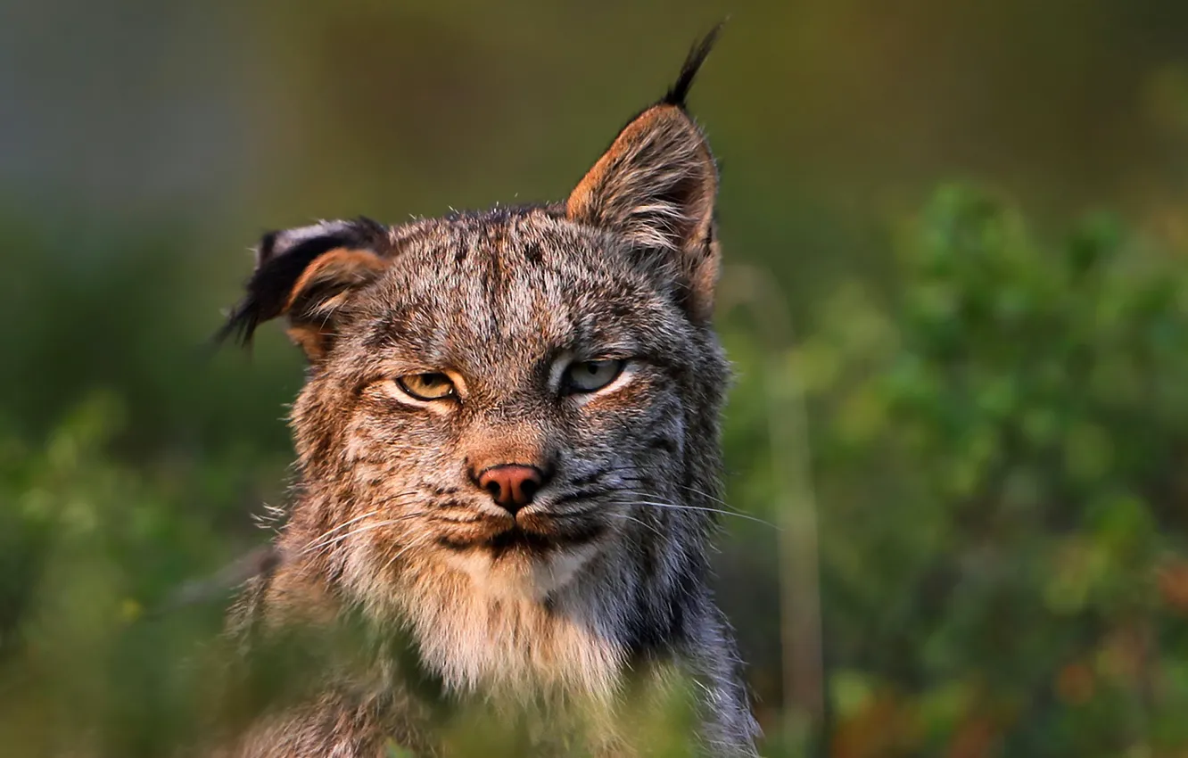 Photo wallpaper predator, lynx, Felis lynx