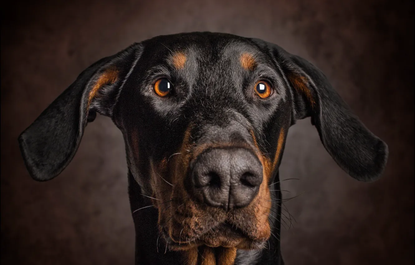 Photo wallpaper look, portrait, dog, ears