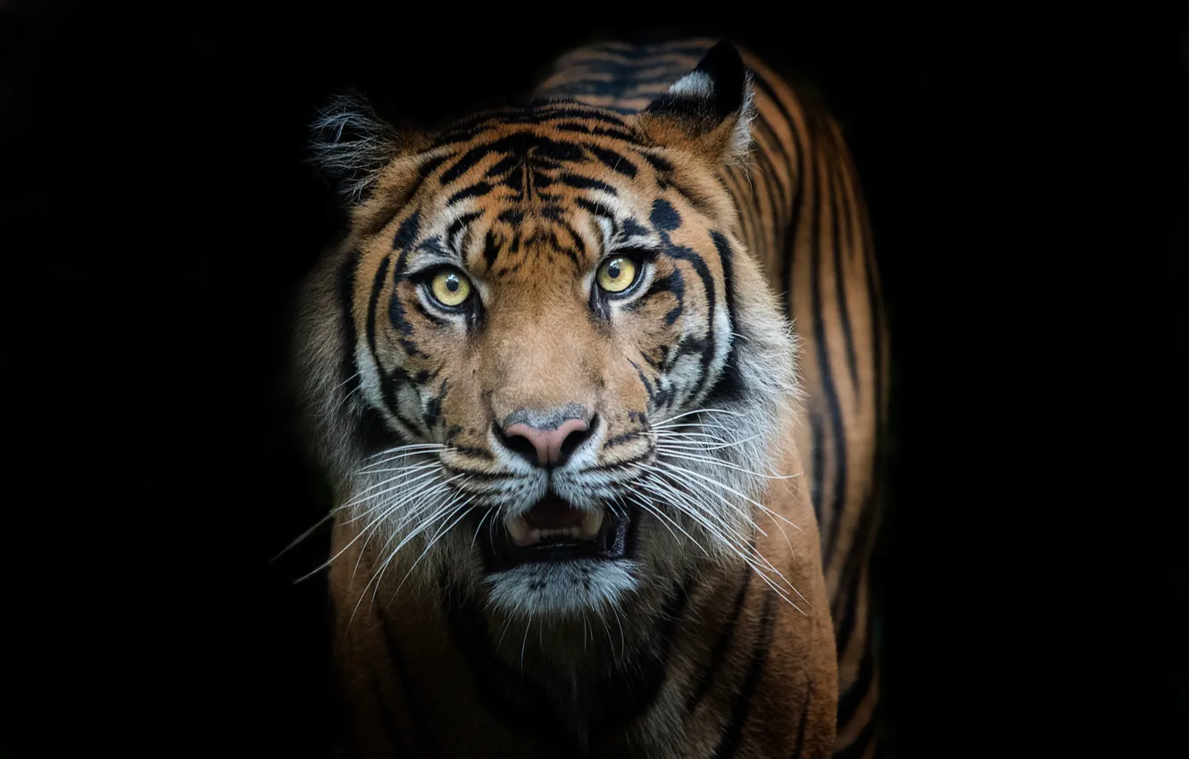 Photo wallpaper tiger, predator, striped