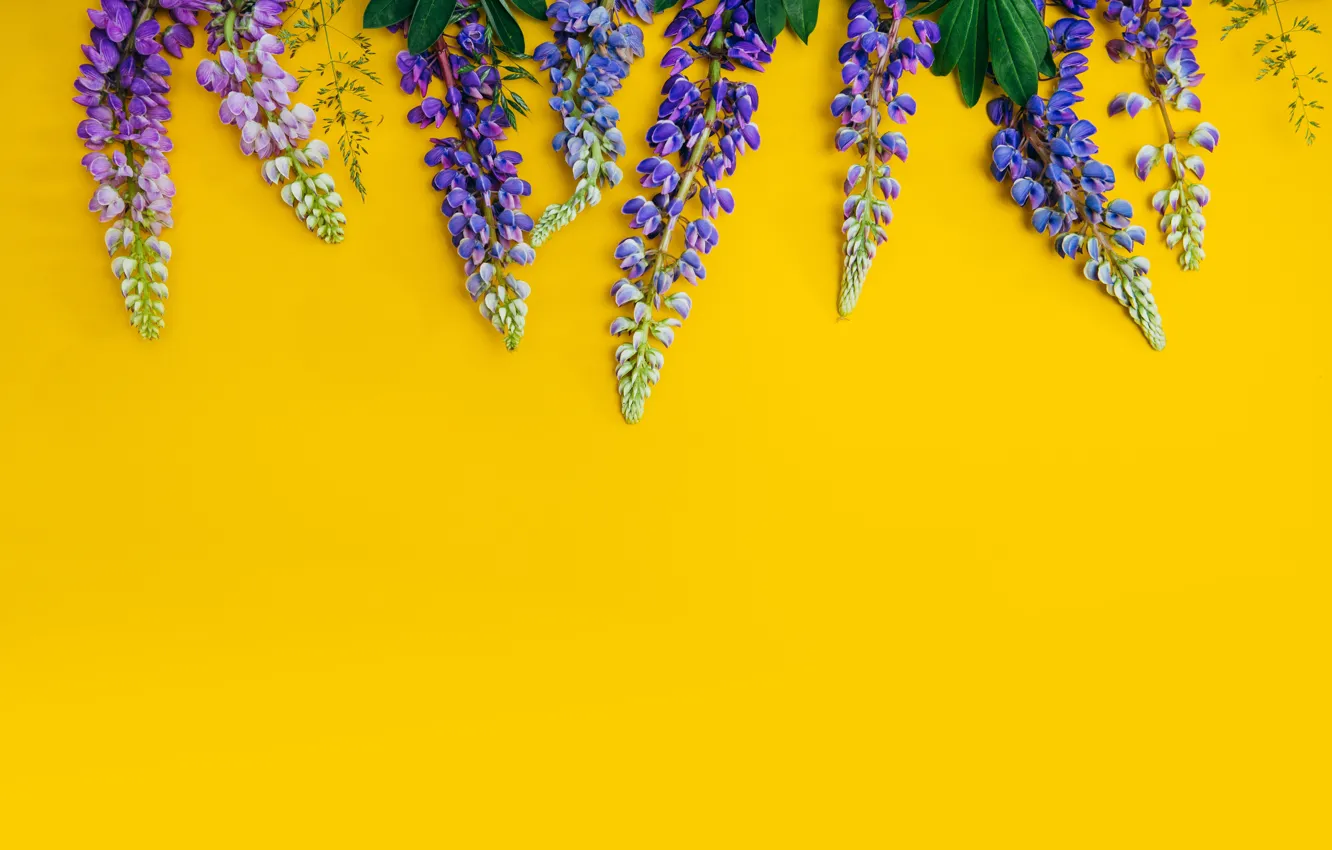 Photo wallpaper flowers, yellow, background, yellow, flowers, purple, lupins, lupine