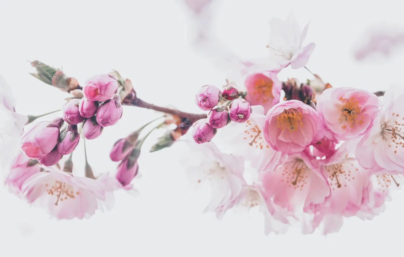 Photo wallpaper flowers, branch, spring, Sakura, white background, gentle, pink, buds