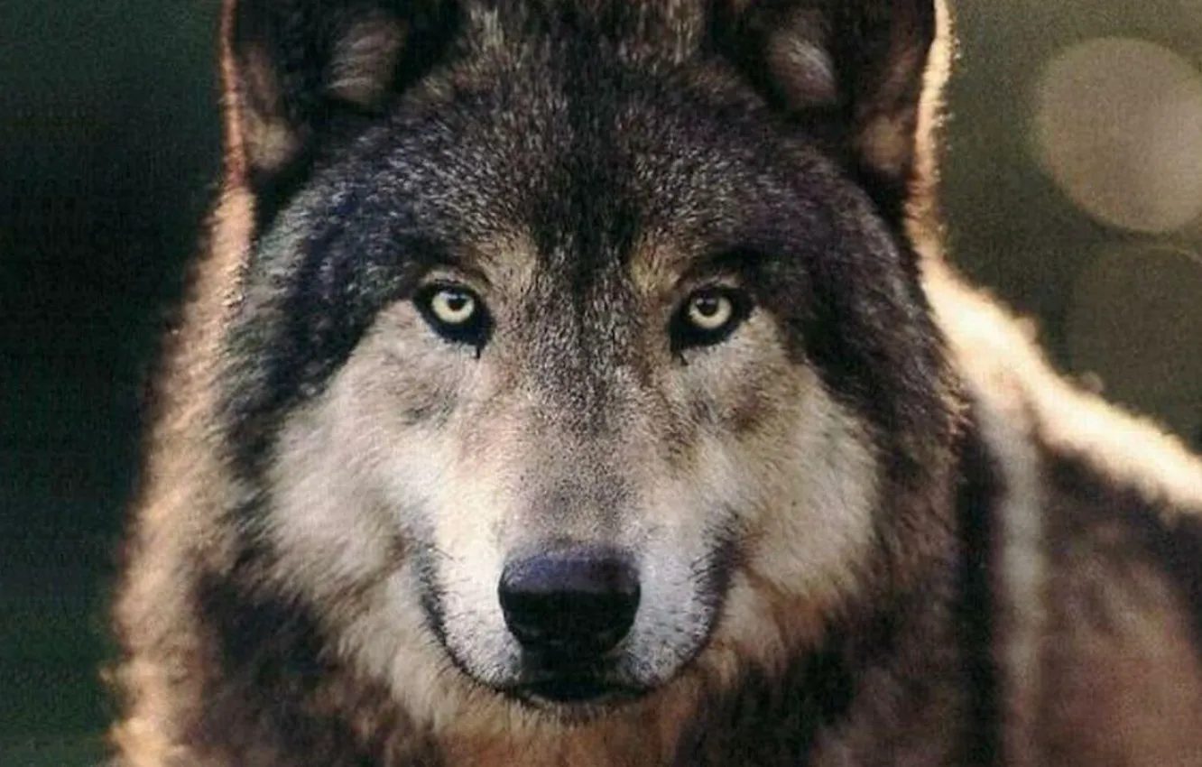 Photo wallpaper animals, nature, life, eyes, wildlife, wild animal, .wolf