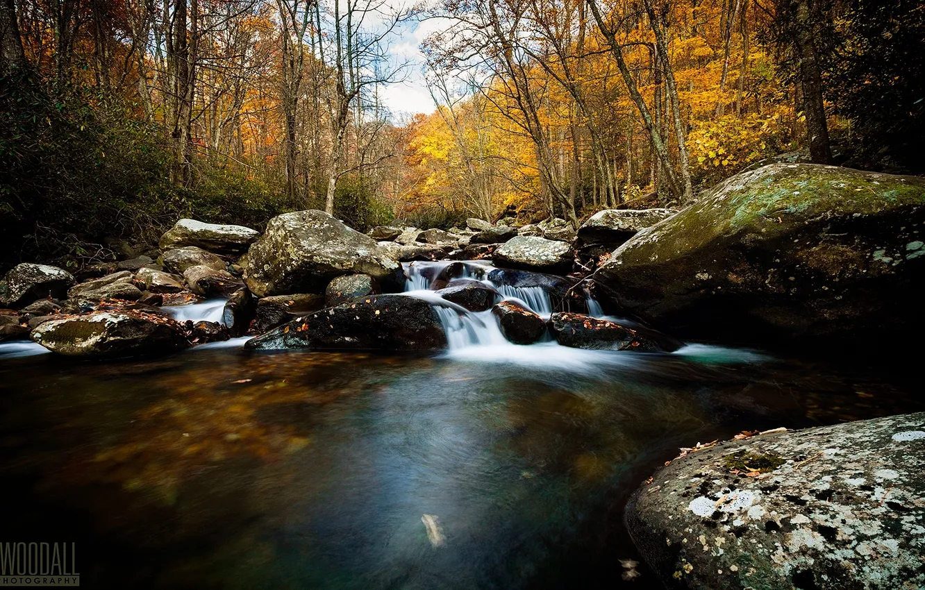 Photo wallpaper forest, river, photographer, thresholds, Aaron Woodall