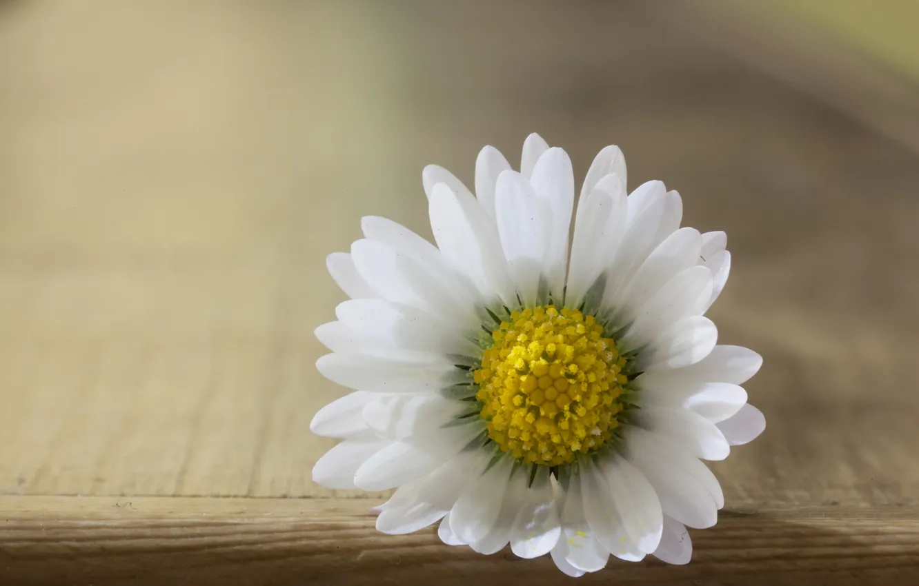 Photo wallpaper flower, macro, Daisy