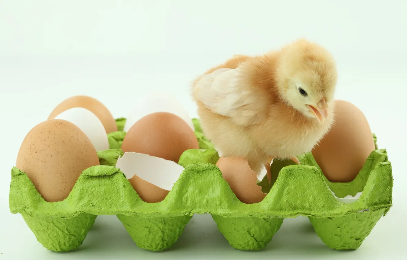 Photo wallpaper eggs, tray, chick, chicken