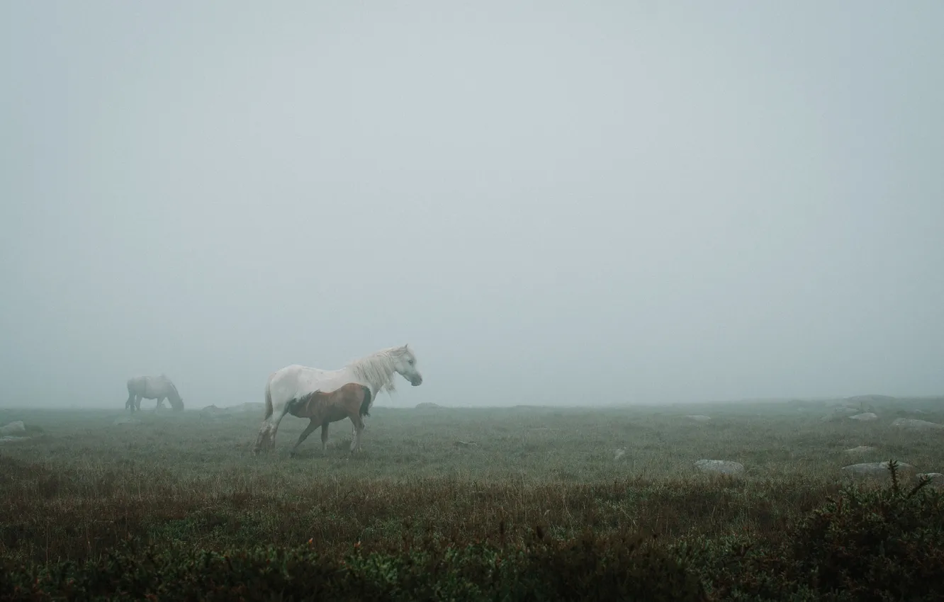 Photo wallpaper field, fog, horse, puppy, Mare