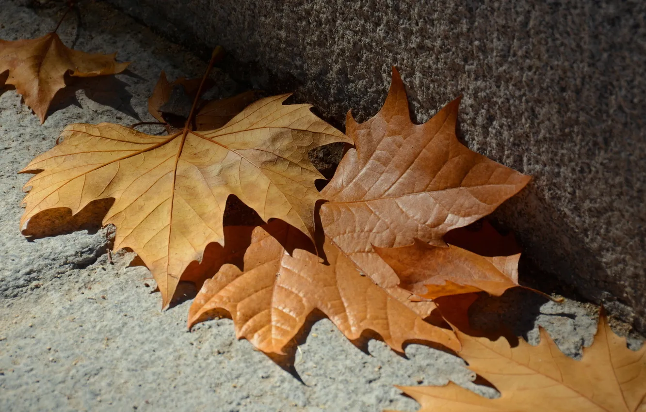 Photo wallpaper autumn, leaves, macro