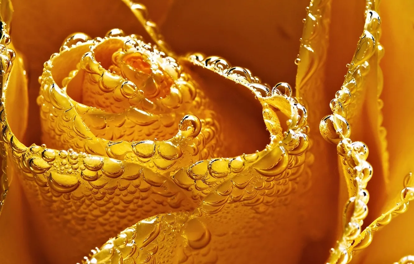 Photo wallpaper water, drops, roses, petals