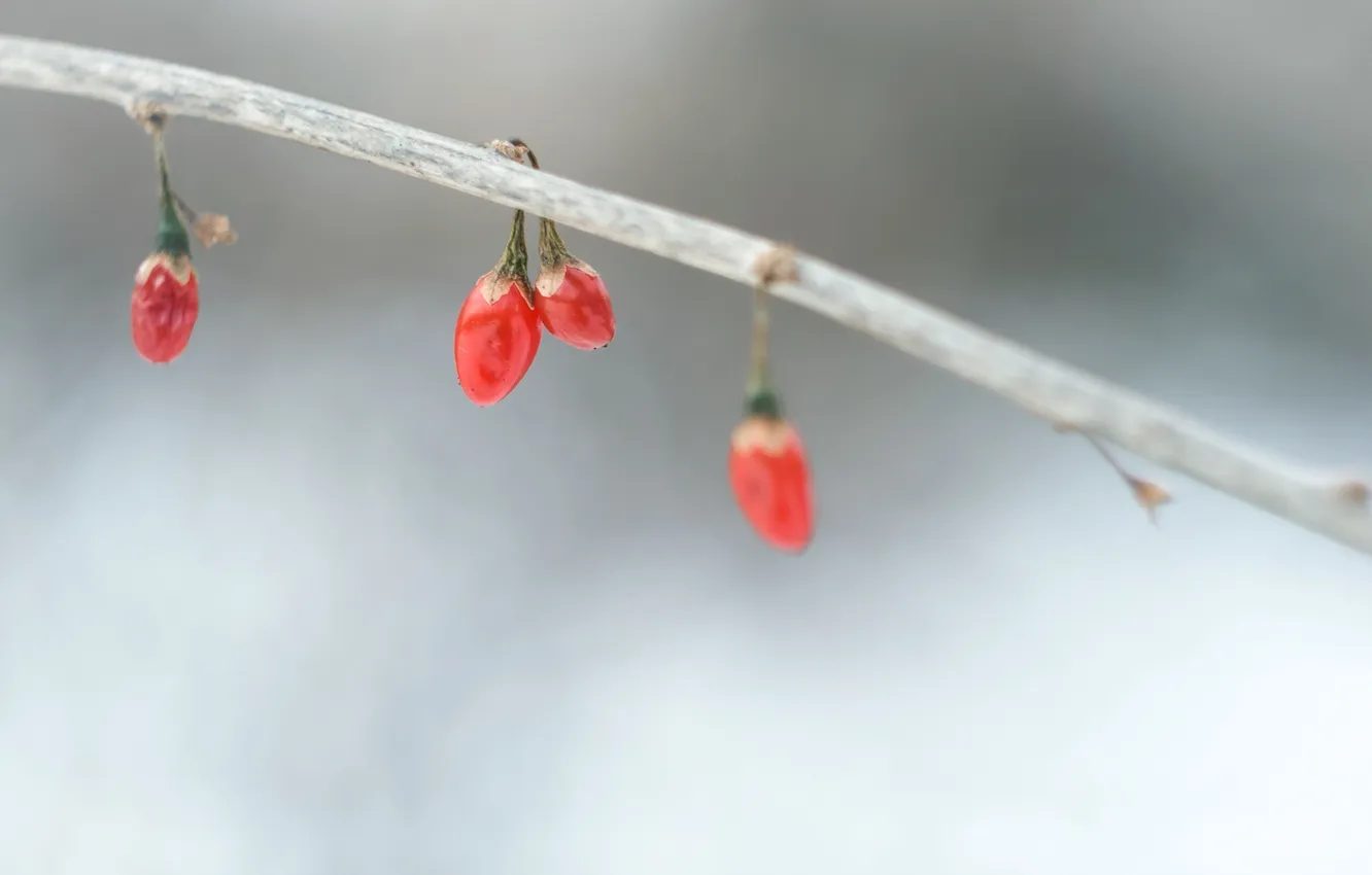 Photo wallpaper autumn, nature, berries