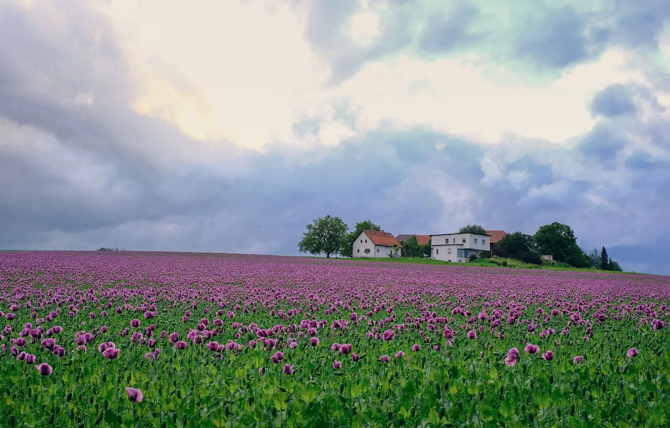 Photo wallpaper field, the sky, clouds, flowers, Maki, home, houses, house