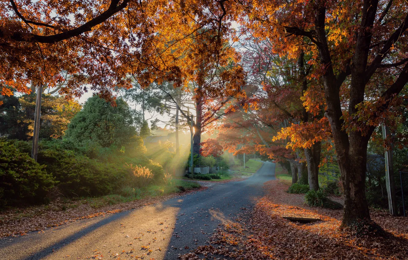 Photo wallpaper road, autumn, the sun, rays, trees, landscape, nature, shadows