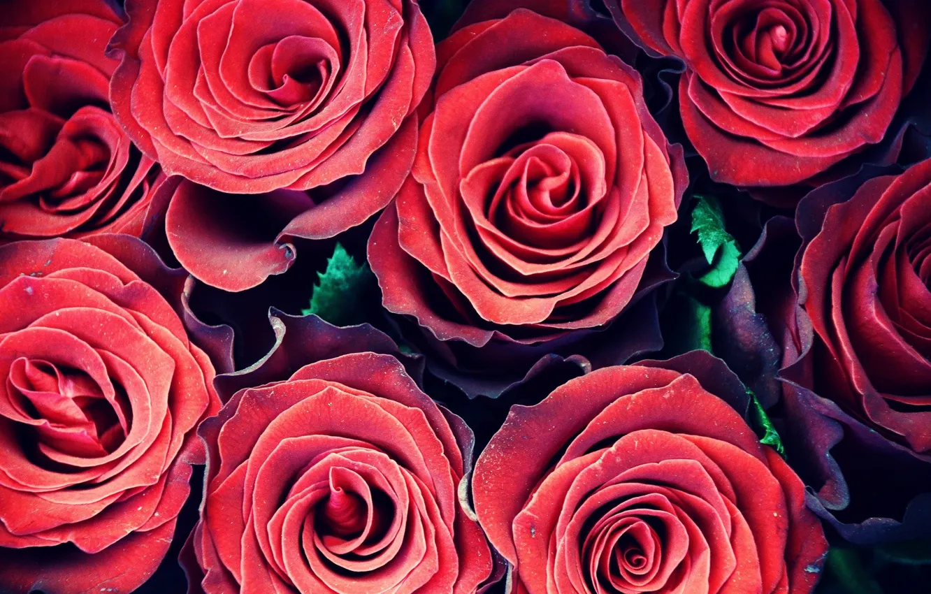 Photo wallpaper flowers, roses, red, red, flowers, flora, roses, flora