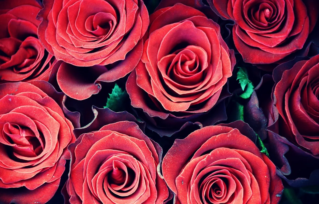 Photo wallpaper flowers, red, roses, red, flowers, flora, roses, flora