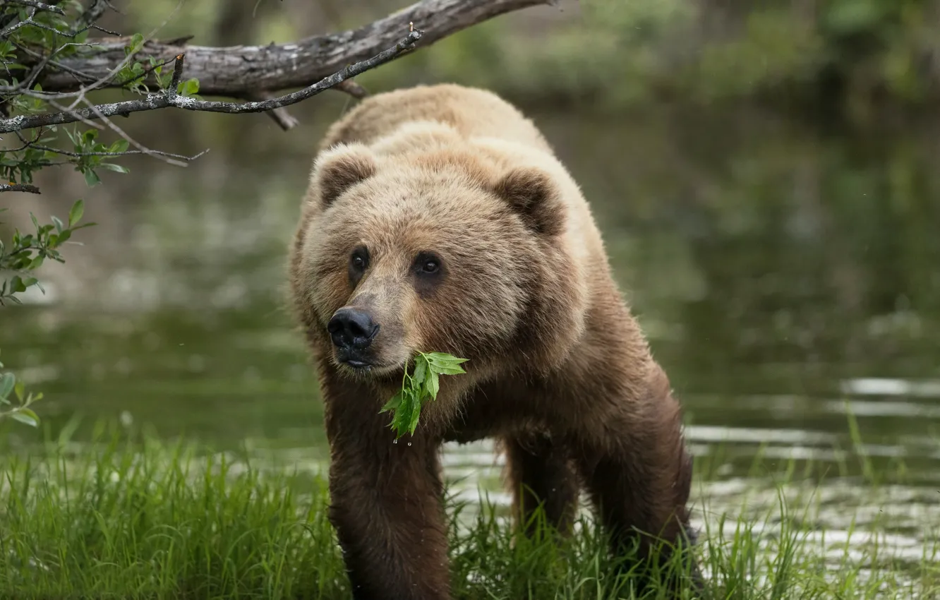 Photo wallpaper grass, water, Alaska, leaf, bear, Brown bear, Kodiak