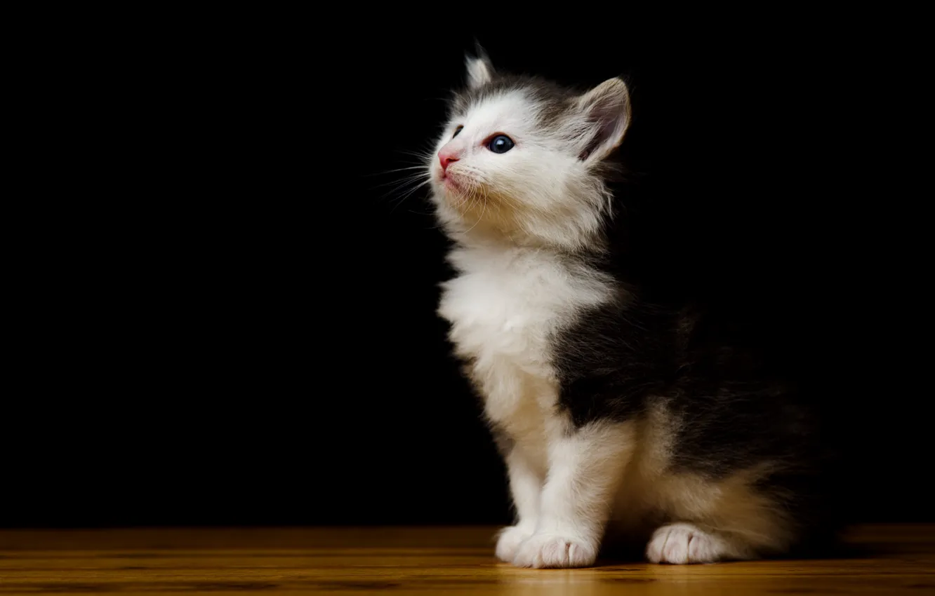 Photo wallpaper cat, cat, look, pose, face