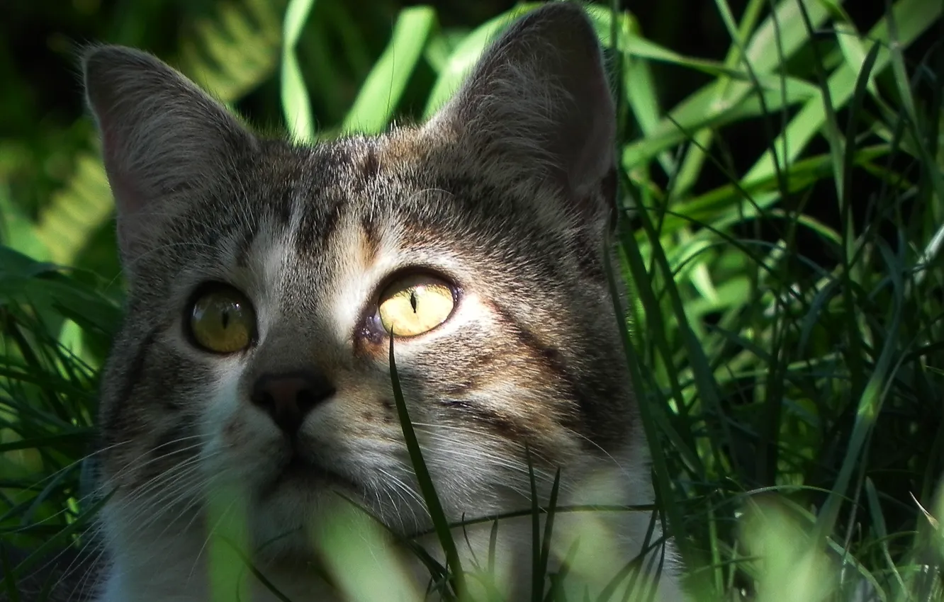 Photo wallpaper eyes, cat, look, Koshak, weed, Tomcat