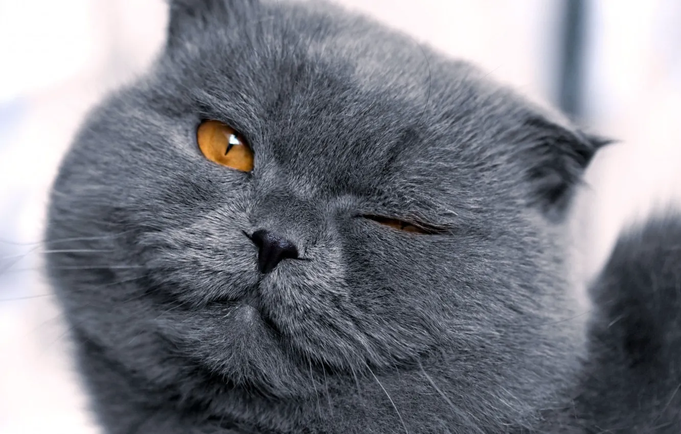 Photo wallpaper face, grey, Cat