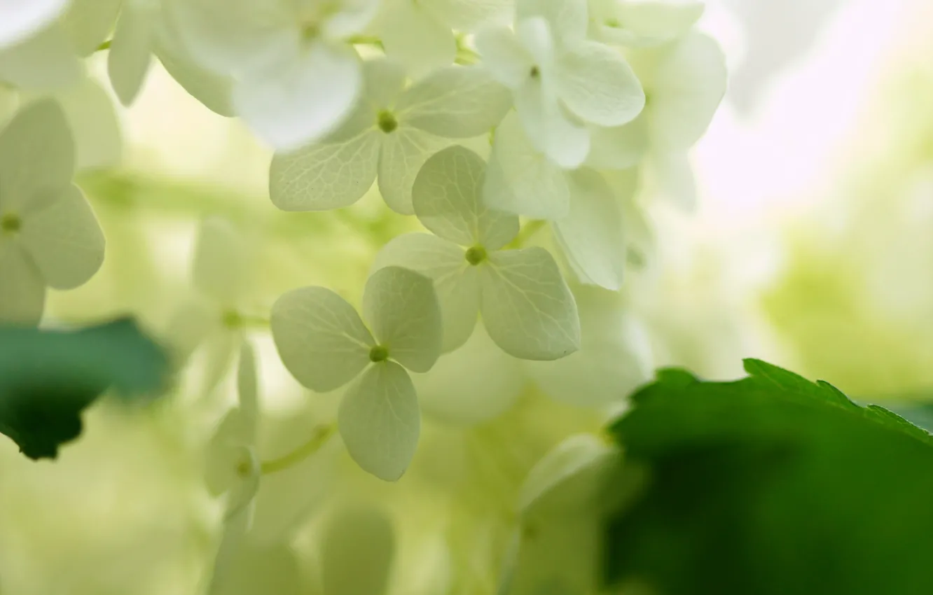 Photo wallpaper white, leaves, macro, light, flowers, hydrangea