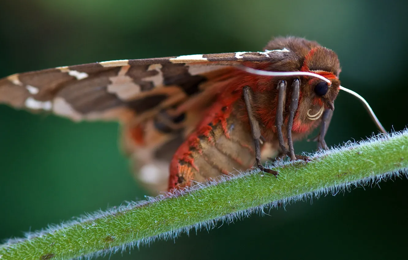 Photo wallpaper macro, butterfly, hairy, stems, Wallpaper from lolita777