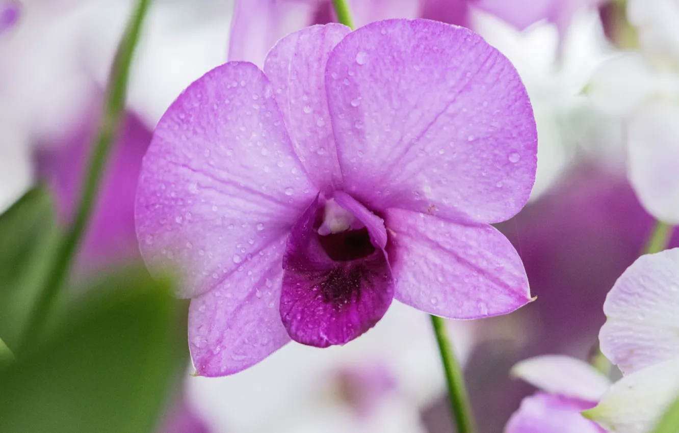 Photo wallpaper flower, purple, Orchid