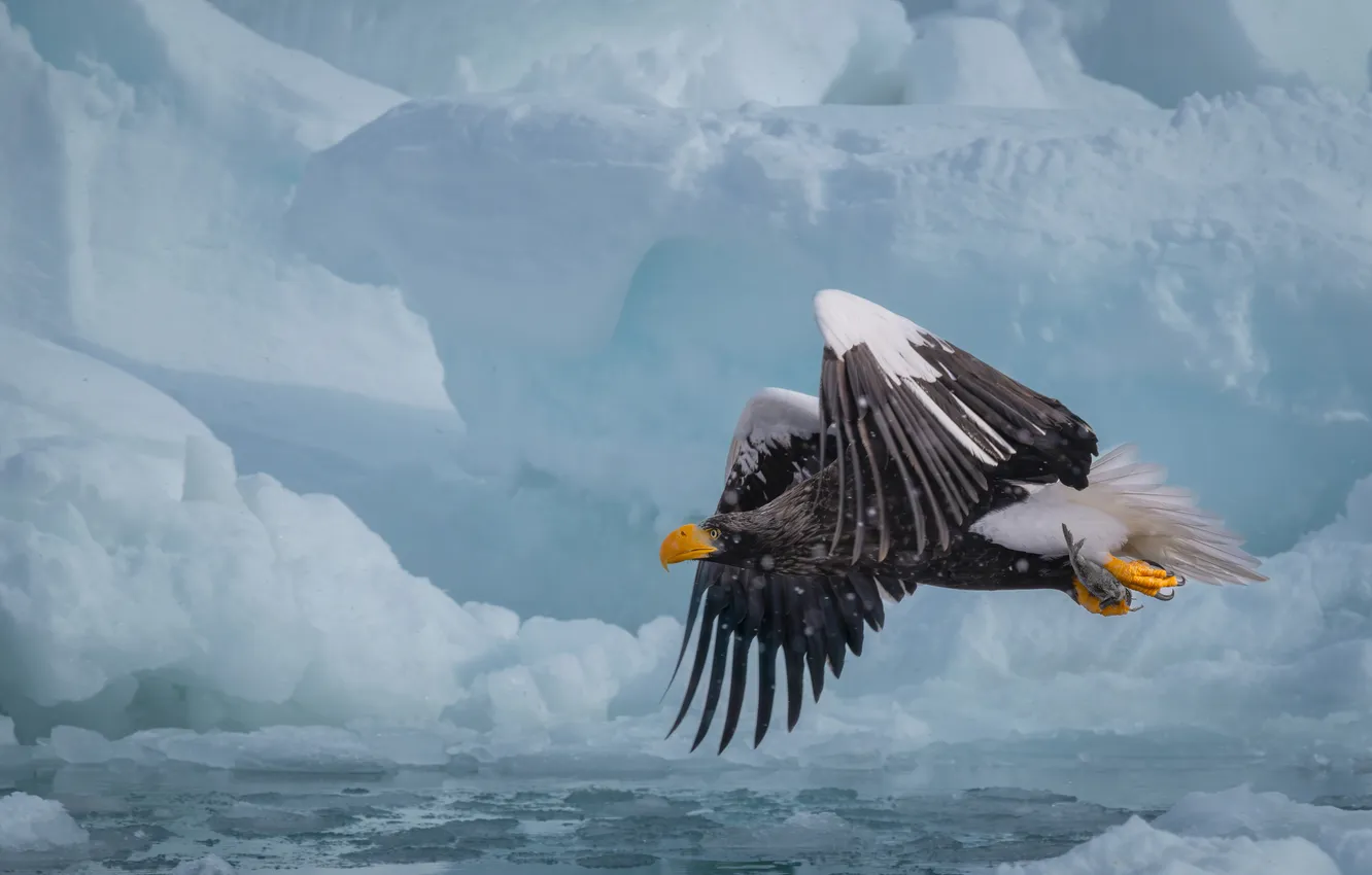 Photo wallpaper flight, bird, wings, ice, White-tailed eagle
