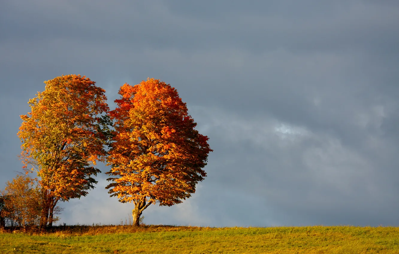 Photo wallpaper autumn, the sky, clouds, trees, glade